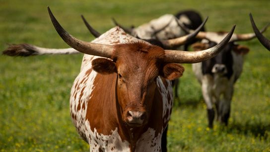 University of Texas approves SEC move in '25 (College Football)