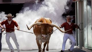No bull, just dogs: Texas mascot banned, UGA's OK for SEC title game (College Football)