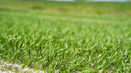 NFLPA taking notice of grass surfaces for World Cup (NFL)
